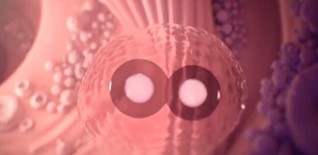 卵生胚胎发育过程解说,从胚胎到婴儿的发育视频