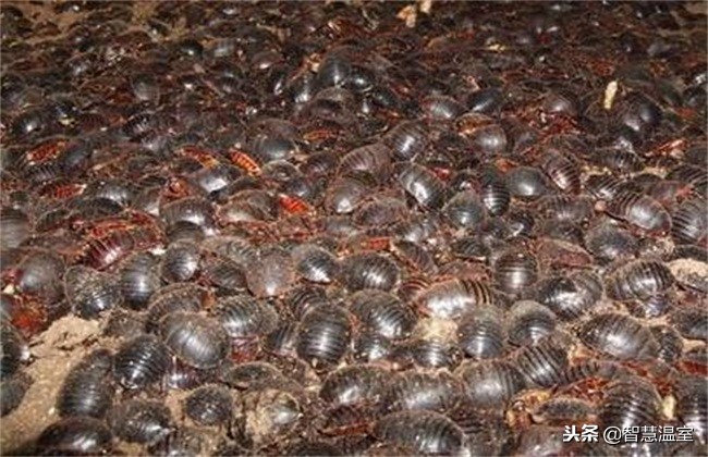 2022年土元养殖前景,土元好养吗养殖前景如何