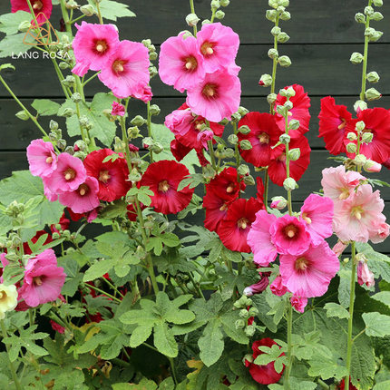 蜀葵是什么植物,蜀葵习性