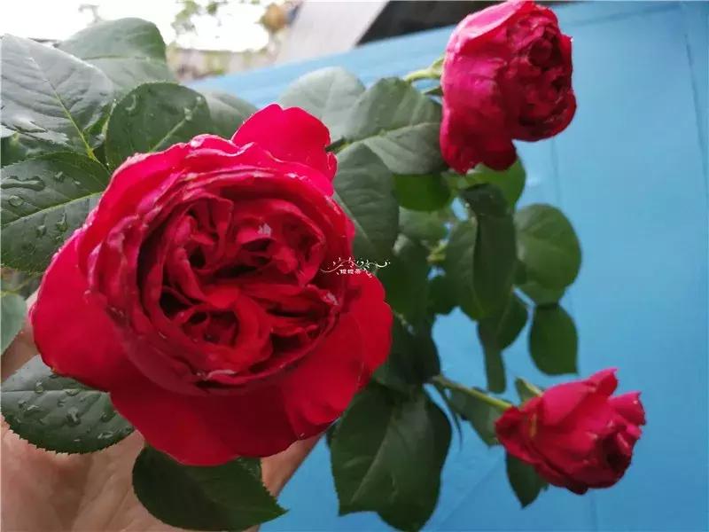 天竺葵的养护视频,垂吊天竺葵的养护