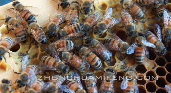 蜂群越冬期,论蜜蜂是怎么采蜜的