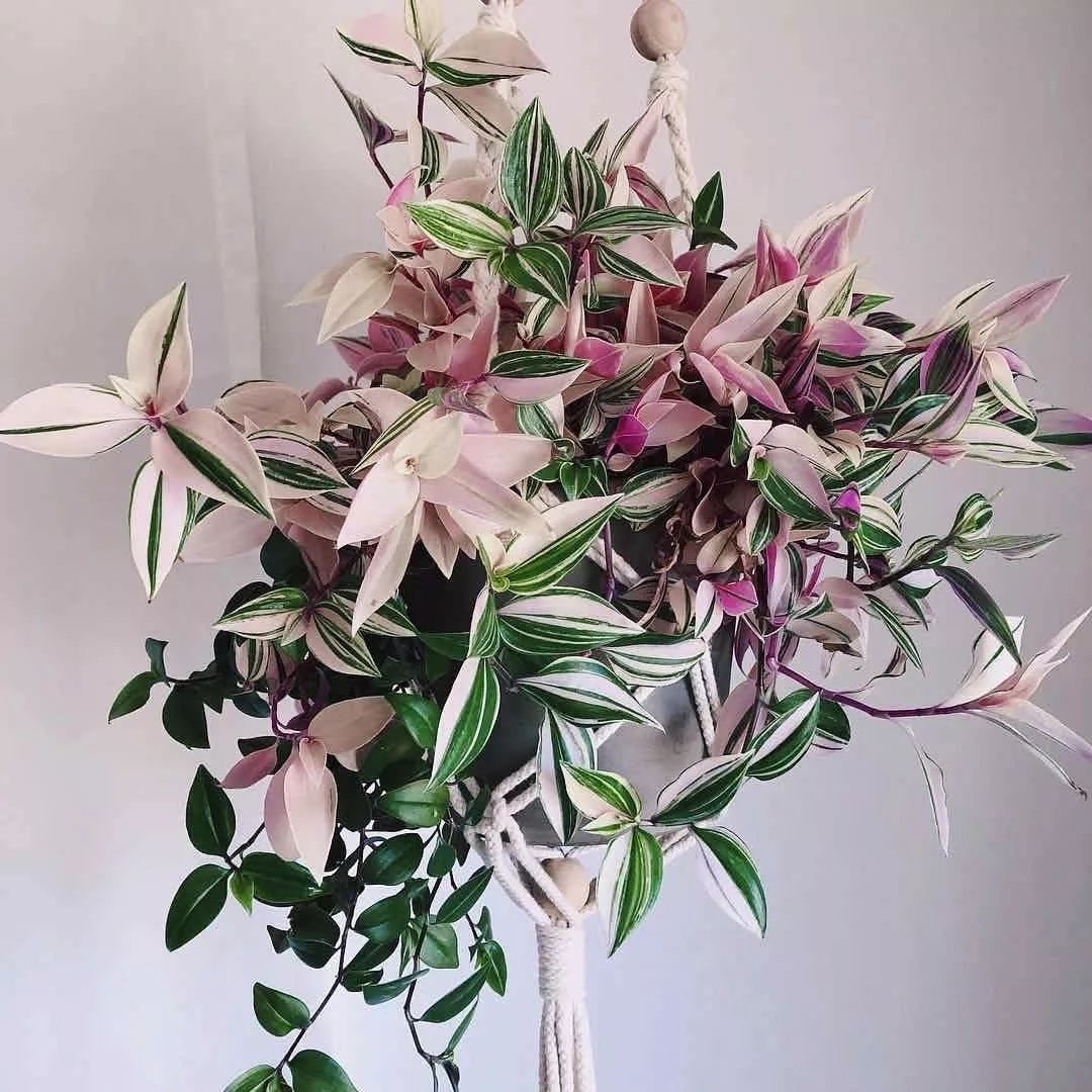 垂吊花卉品种直播,好看的吊兰绿植