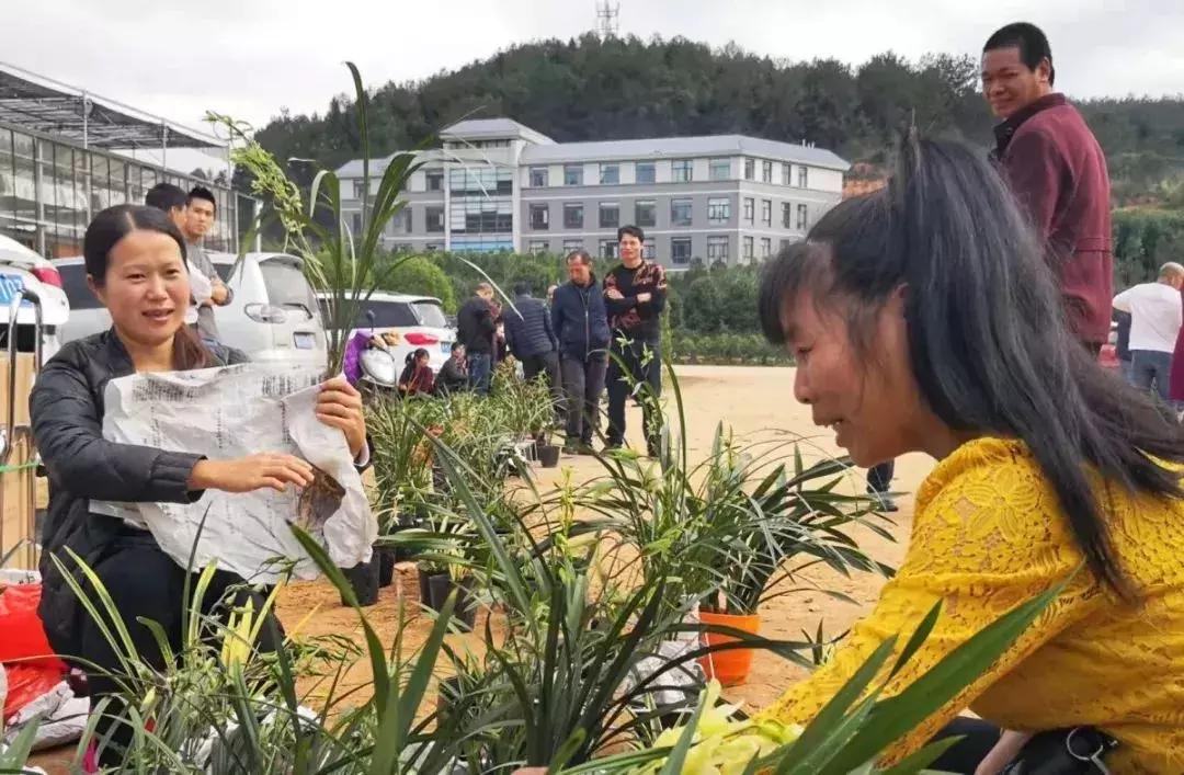 精品寒兰展,福建连城寒兰节