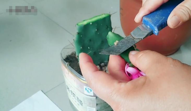 假昙花不嫁接也能长得很好,假昙花用什么嫁接好