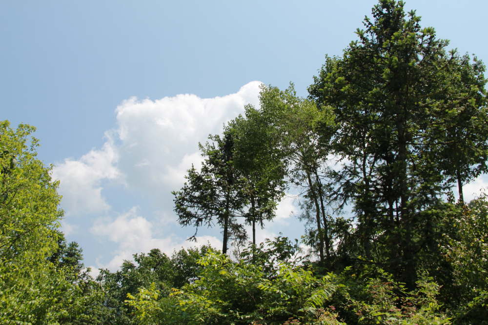 野蜂的口粮极为珍稀,一年等一次,再危险我们也要去“盗”一些!