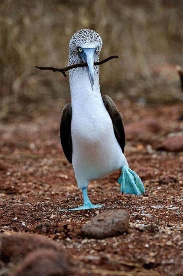 冷知识精选1,苦瓜的冷知识大全