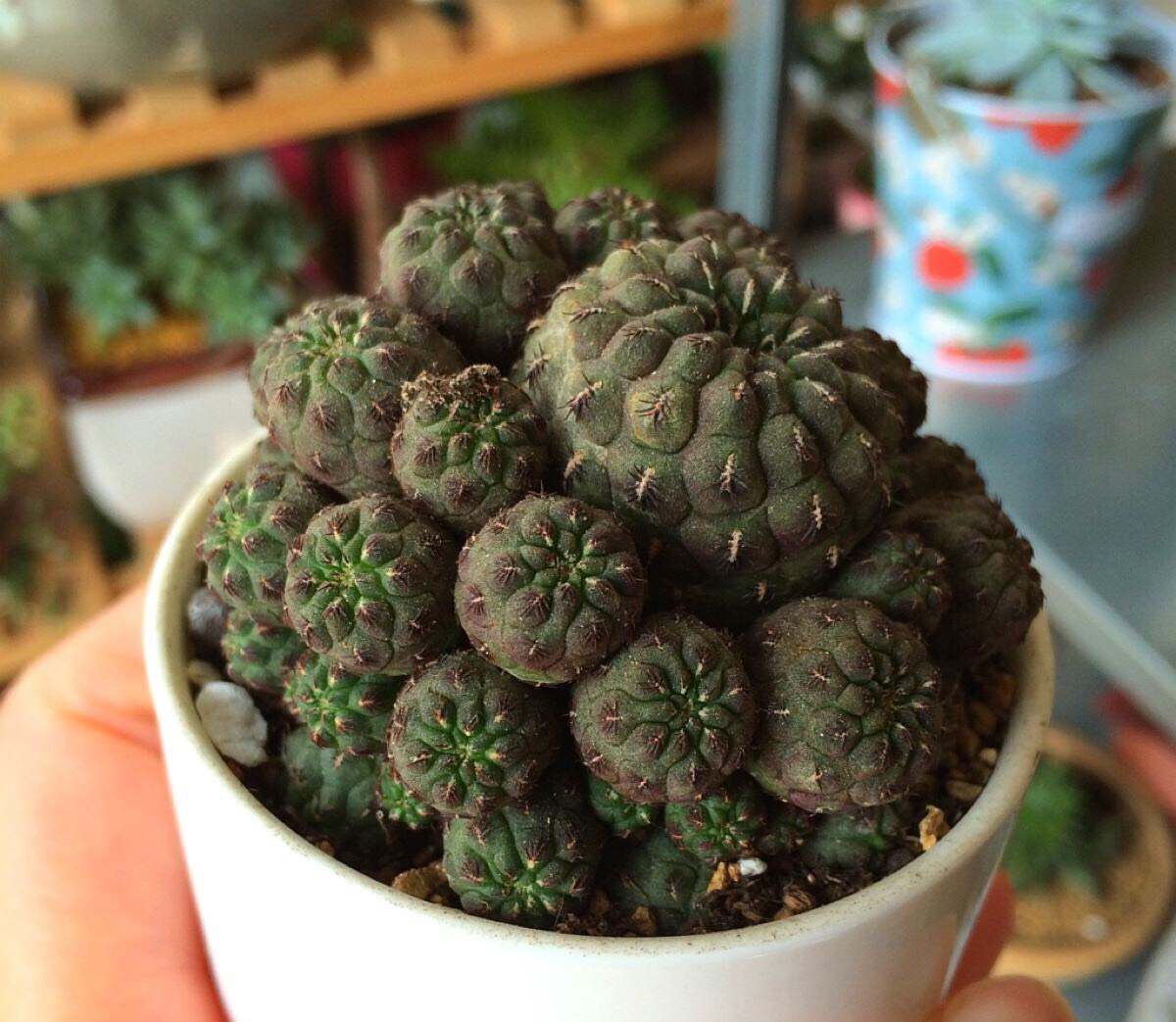 仙人球怎么养才能爆盆,仙人球怎么养护才能爆盆