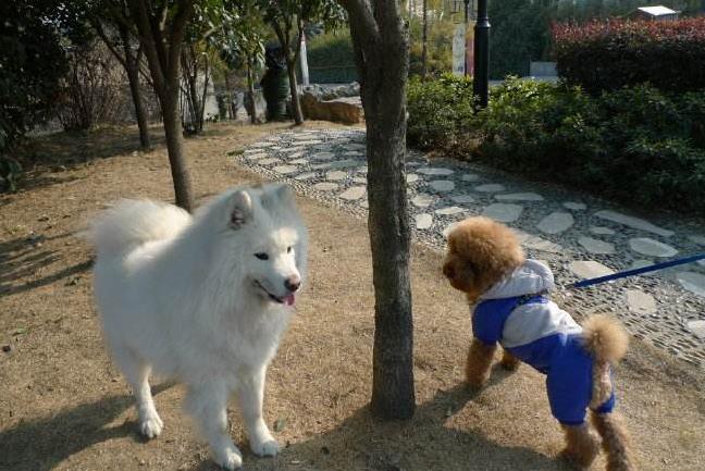 狗狗出门叫不过来怎么训练,狗狗一出笼子就兴奋乱跑怎么训练