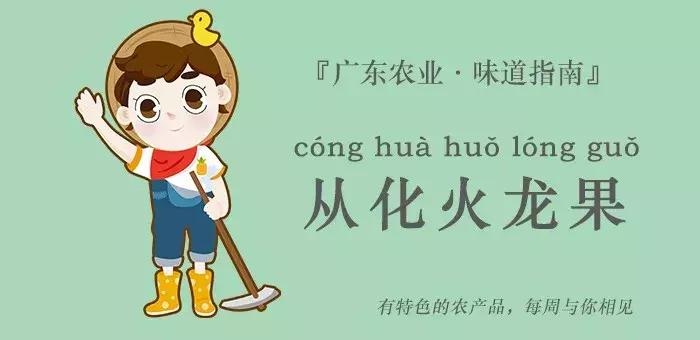 又甜又香的火龙果,夏天火龙果这样吃太凉爽了