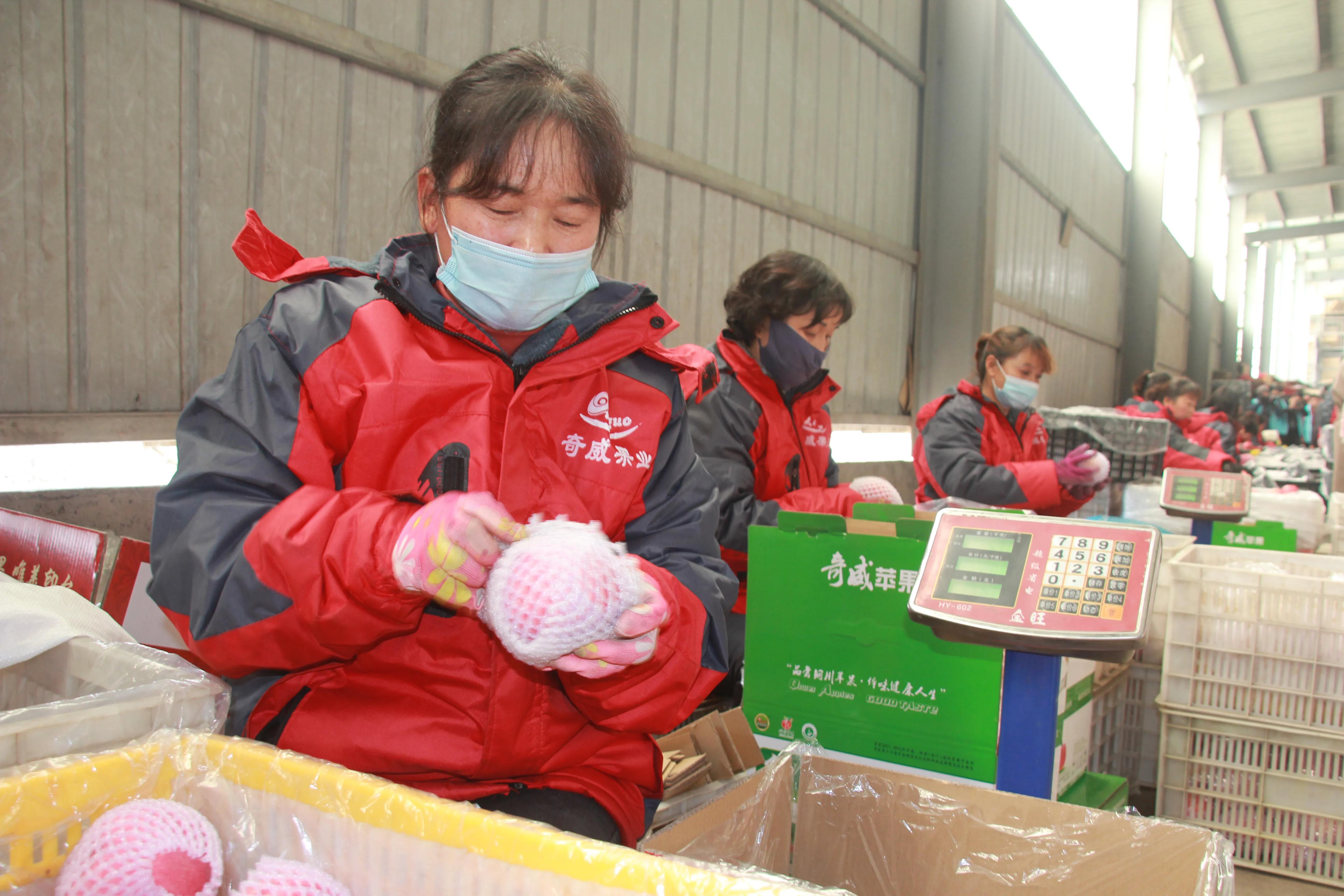 一品苹果·唯美印台,陕西果业产区行走进铜川印台区苹果优生区