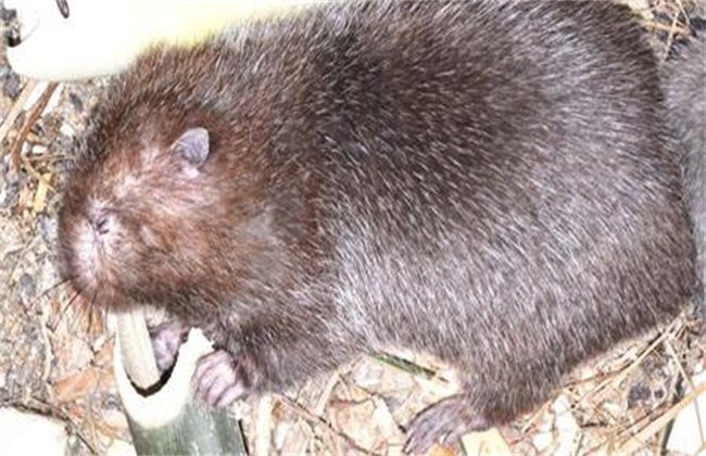 母竹鼠产仔过程,竹鼠繁育几胎