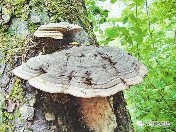 灵芝的功效会不会加快肿瘤的生长,灵芝为什么会对恶性肿瘤有作用