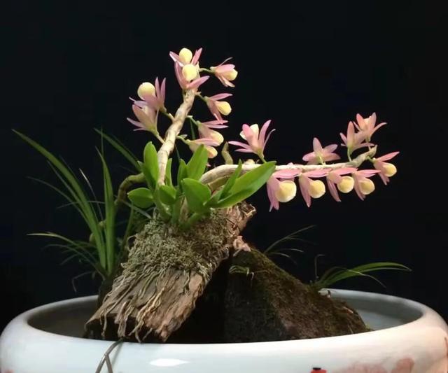 石斛兰烂根全部腐烂怎么办,石斛兰花烂根要怎么挽救