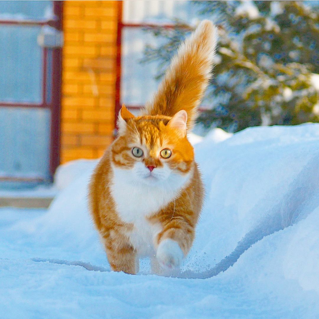 猫咪冬天到底怕不怕冷,为啥猫咪到冬天这么怕冷