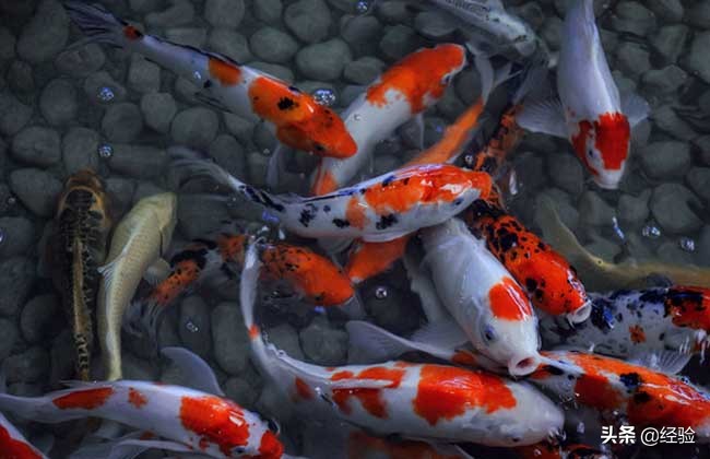 锦鲤养殖技术,锦鲤养殖技术全过程