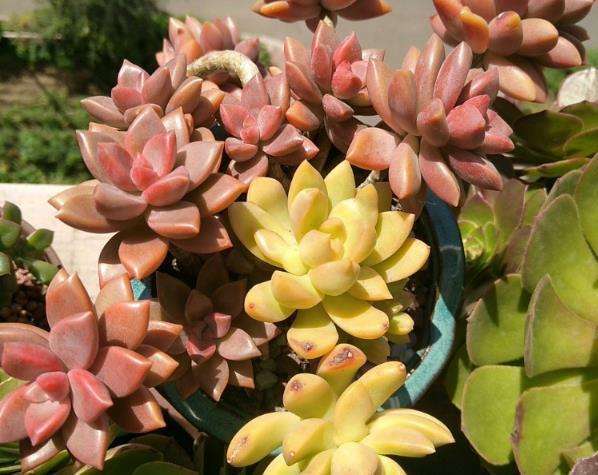 浇水后多肉还是发软,多肉发软需要浇水吗