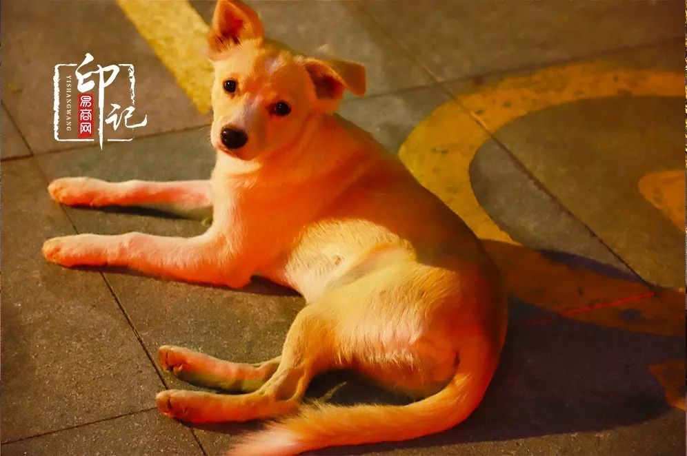 商丘师范学院是商丘最好的大学吗,商丘师范学院被称为豫北小清华