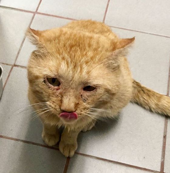 房东不准养猫谁能把猫领养,租房时房东不让养猫然后发了图片