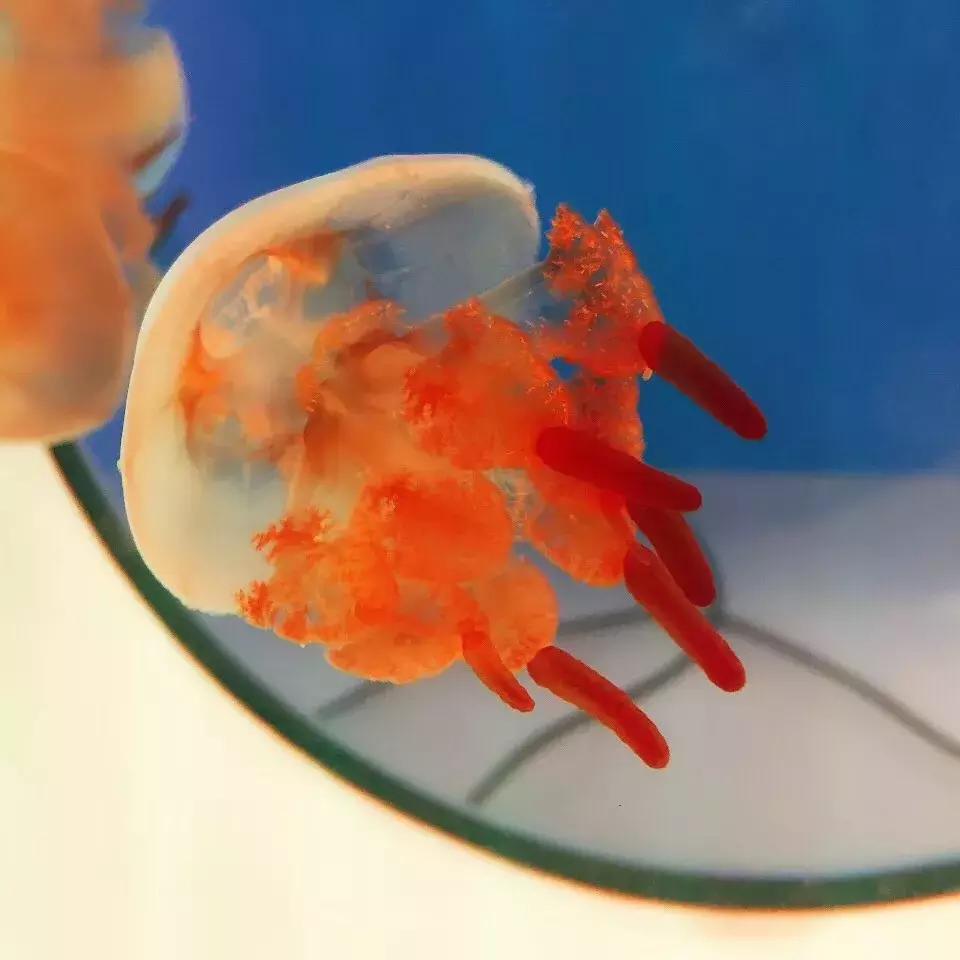 北京南锣鼓巷东一公里打卡地,北京南锣鼓巷旅游攻略必玩的景点