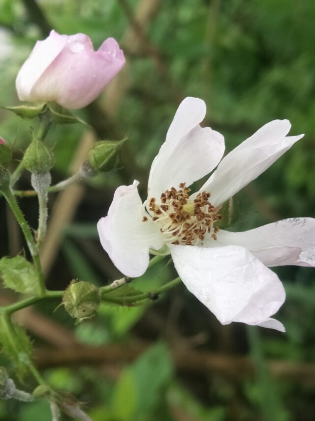 野外的石头能捡回家吗,野外的水烧开了能喝吗