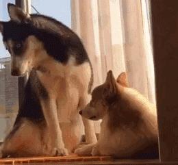 老鼠没抓着,却粘到了宠物狗!拔丝狗头了解一下?