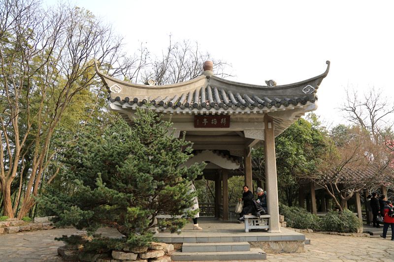 南京古林梅岭，二梅报春；盆景园梅花，婀娜多姿