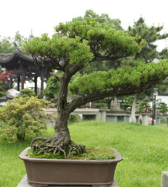 庭院栽树的讲究和忌讳,庭院种哪些树对庭院风水有利