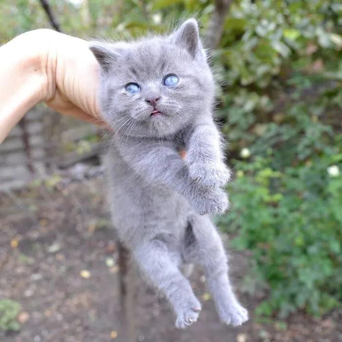 俄罗斯女子收养一只流浪橘猫,俄罗斯女孩收养猫