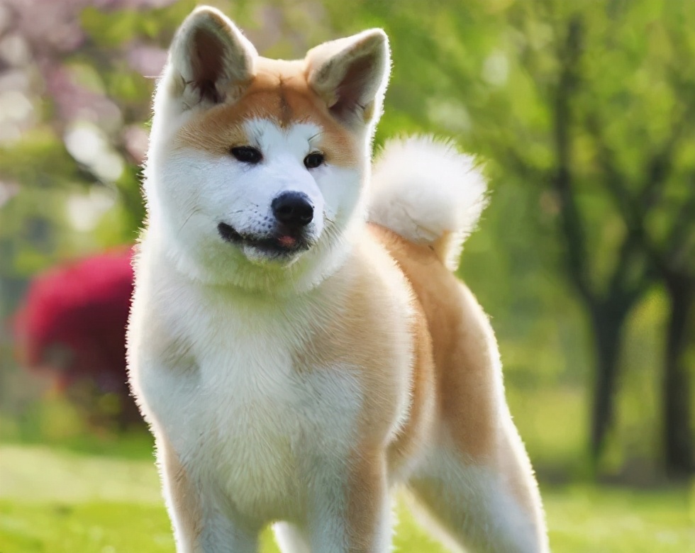 狗狗科普知识大全全部,如何了解各种不同的狗狗品种