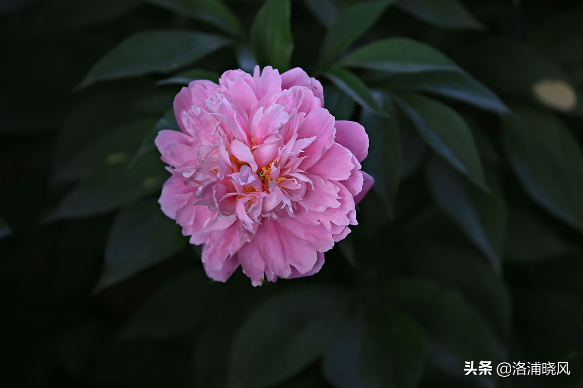 大院绿化的回忆——顺便看看院里的芍药定个究竟有多少种？