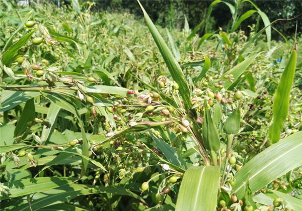 薏苡仁种植技术与栽培管理,薏苡种植的图片