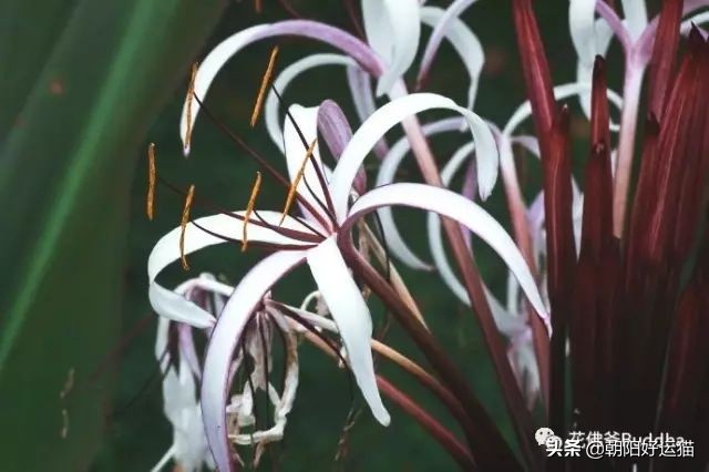 你见过如此珍贵的兰花吗,带你了解兰花