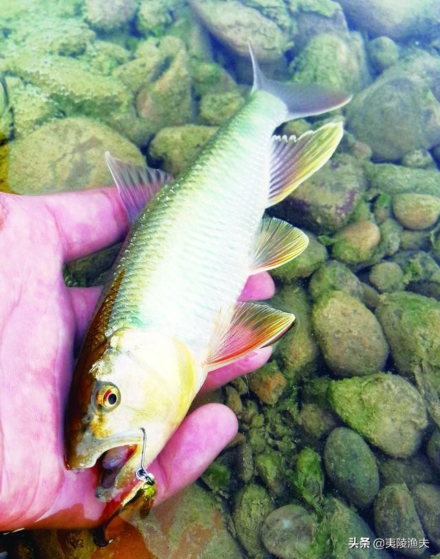 路亚钓马口的技巧和方法,怎样才能钓马口钓得多又快