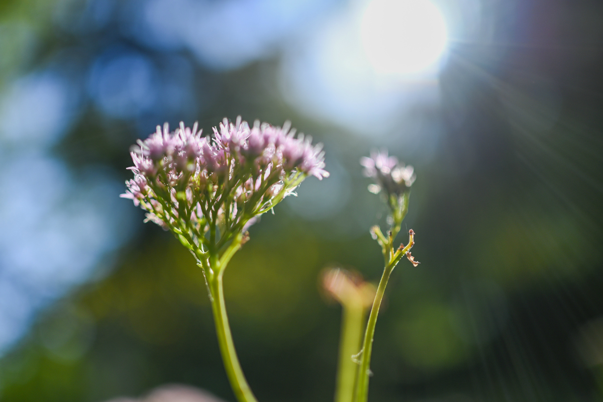 尼康z70-200怎么扫街,尼康z卡口扫街和风光镜头推荐