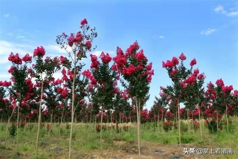 渭塘紫薇花开在哪里,渭南临渭区紫薇花开了