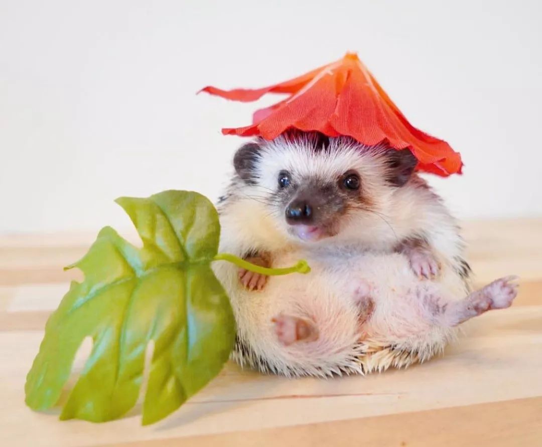 养一只戏精宠物是什么体验,养了一只小狐狸是什么体验