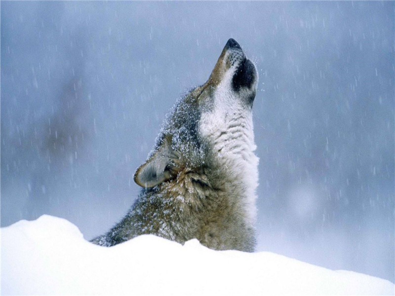 狼道学狼性,狼道为人处世