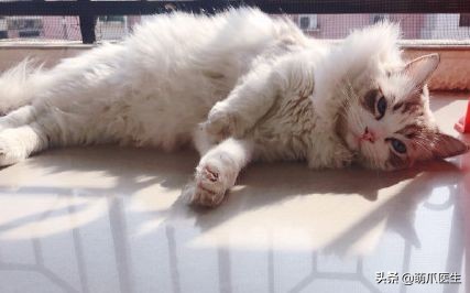 我就是馋猫的身子，没别的！