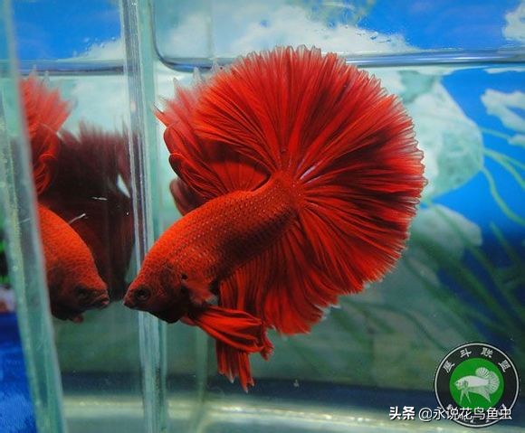 斗鱼哪个品种好养活,斗鱼品种哪个好养