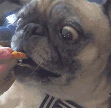 养狗新手与老手的区别,养狗为什么要养纯种犬