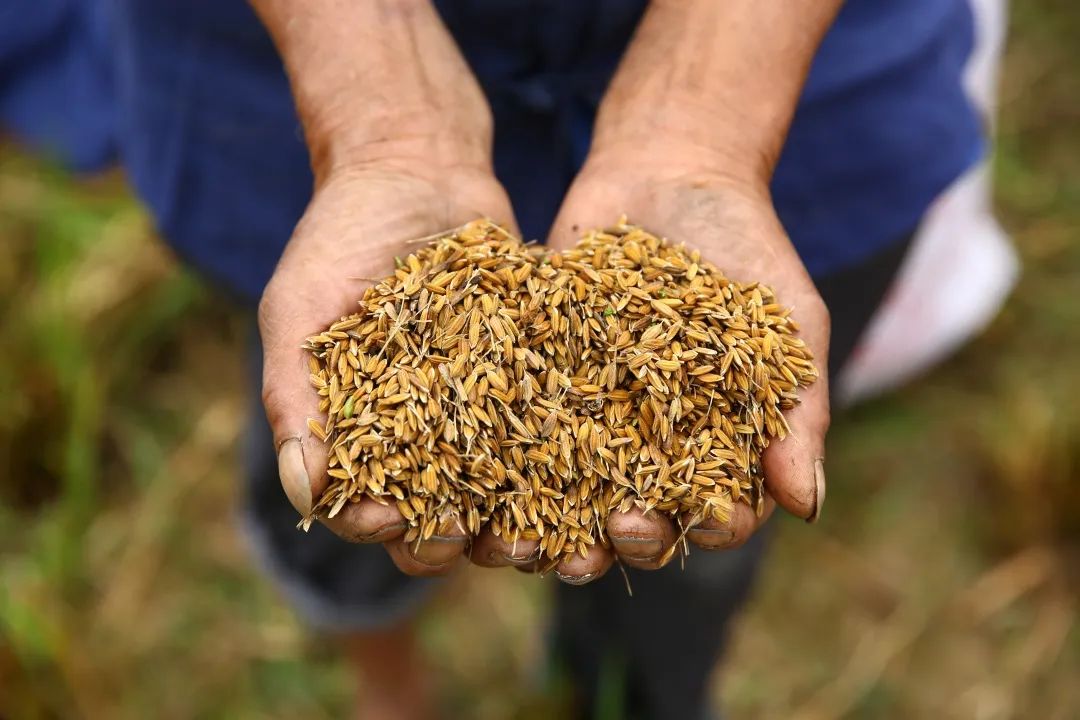 健康从食物开始,健康从时令食材开启