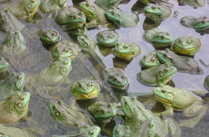 青蛙养殖技术及青蛙养殖方法,人工养殖青蛙和野生青蛙区别