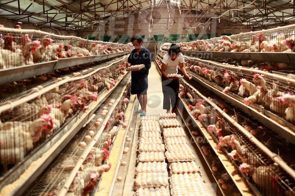 鸡的肝肿大吃什么药,鸡脾脏肿大的图片