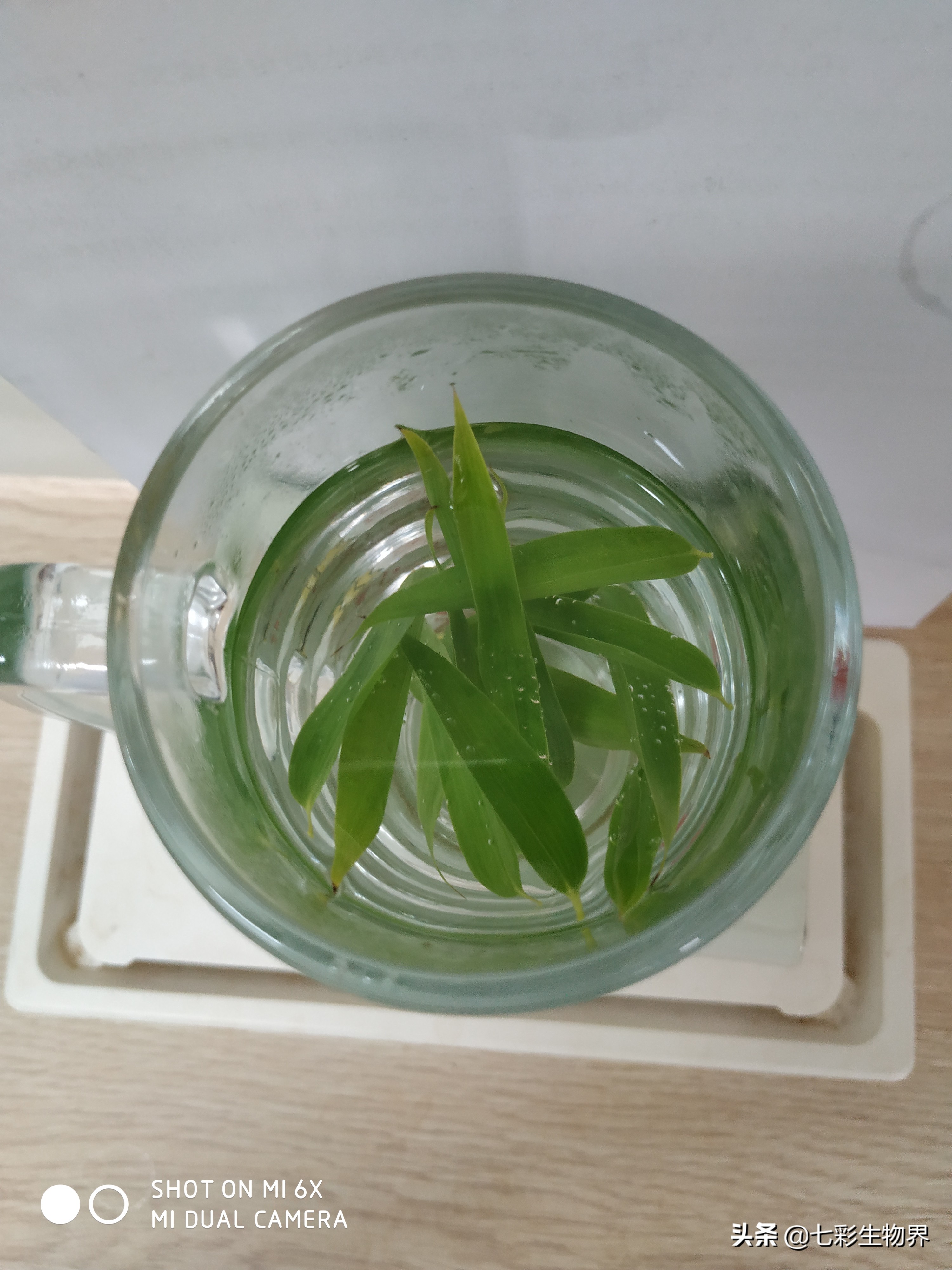 清热解暑就喝竹叶薄荷茶,竹叶茶可以去火去湿嘛