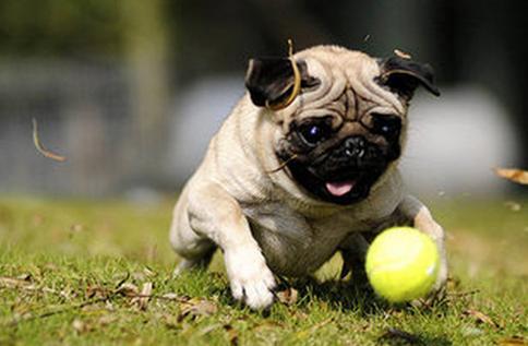 巴哥犬的耳朵总是很臭,巴哥犬天天洗澡身上臭怎么办