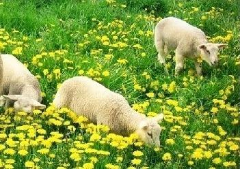 政府帮扶添信心养羊走上致富路,脱贫攻坚养羊走上致富路