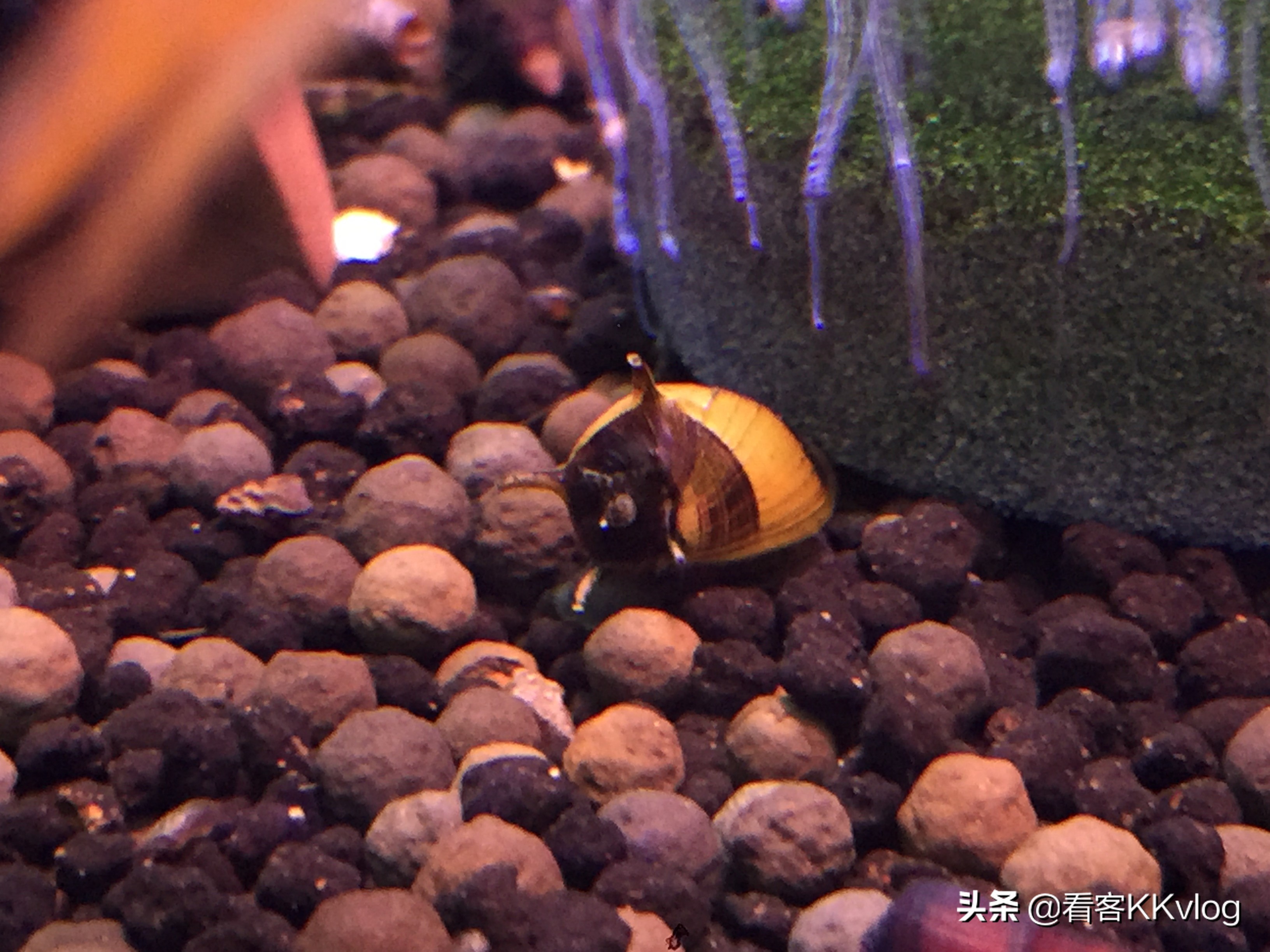 观赏螺卵图鉴,观赏螺的卵怎么养