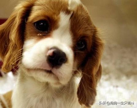 狗狗呕吐拉肚子是怎么回事,狗狗拉肚子和呕吐要禁食几天