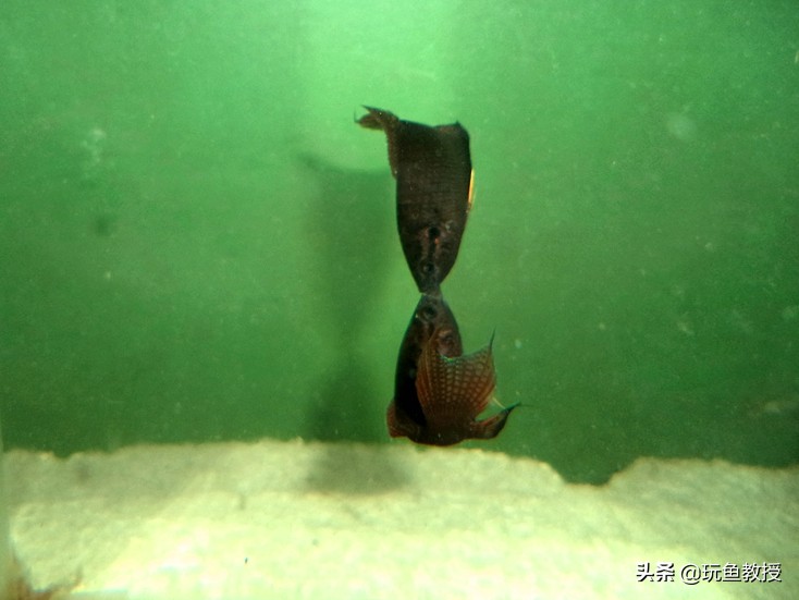 斗鱼争斗,斗鱼相互争斗