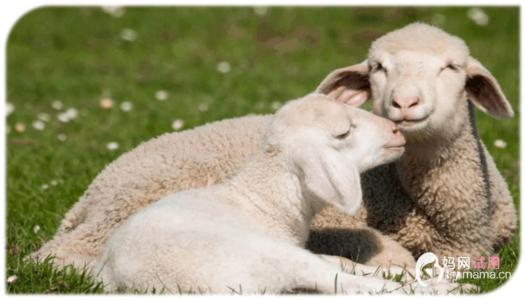 羊羊100婴幼儿羊奶粉,羊羊100羊奶粉怎么样